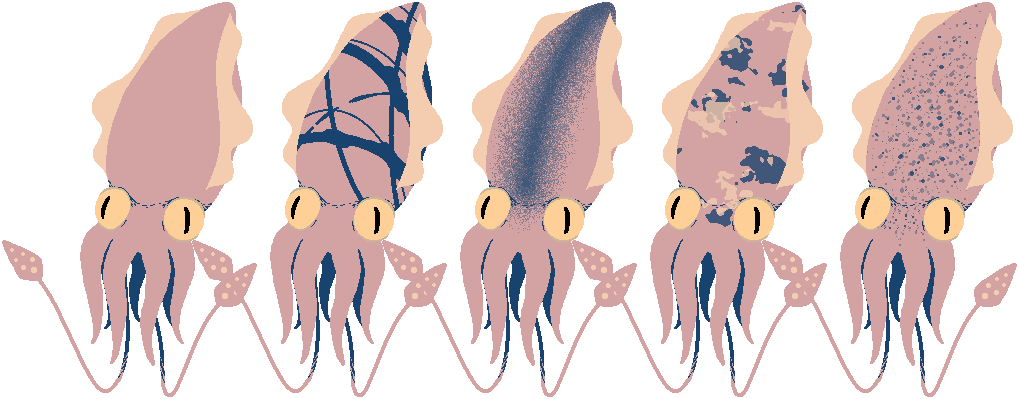 Squid pattern variations